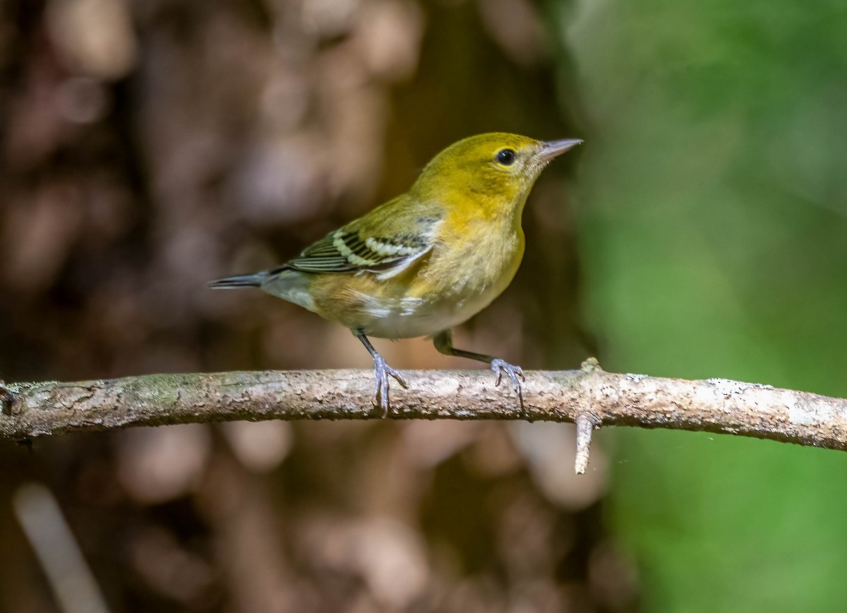 Bay-breasted Warbler - ML642672792