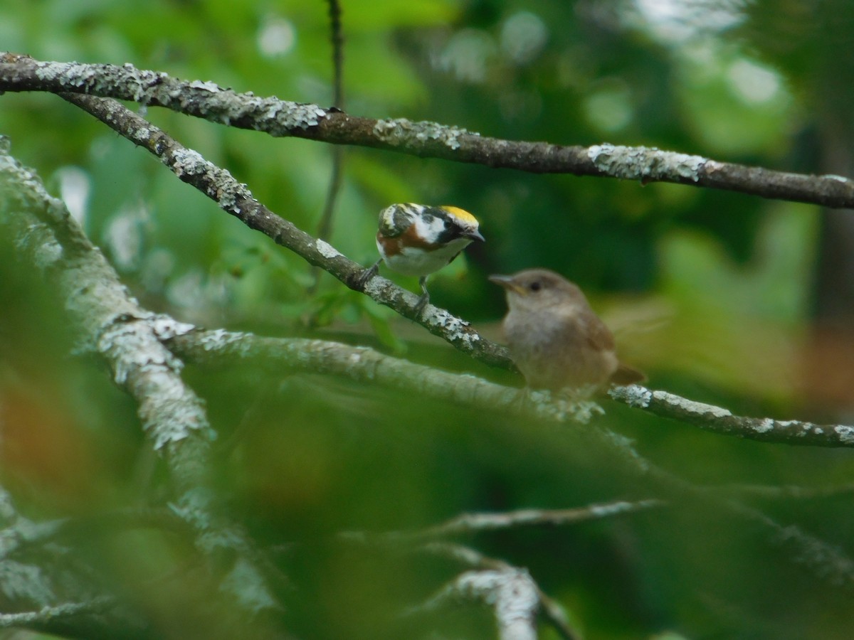 Chestnut-sided Warbler - ML642672794