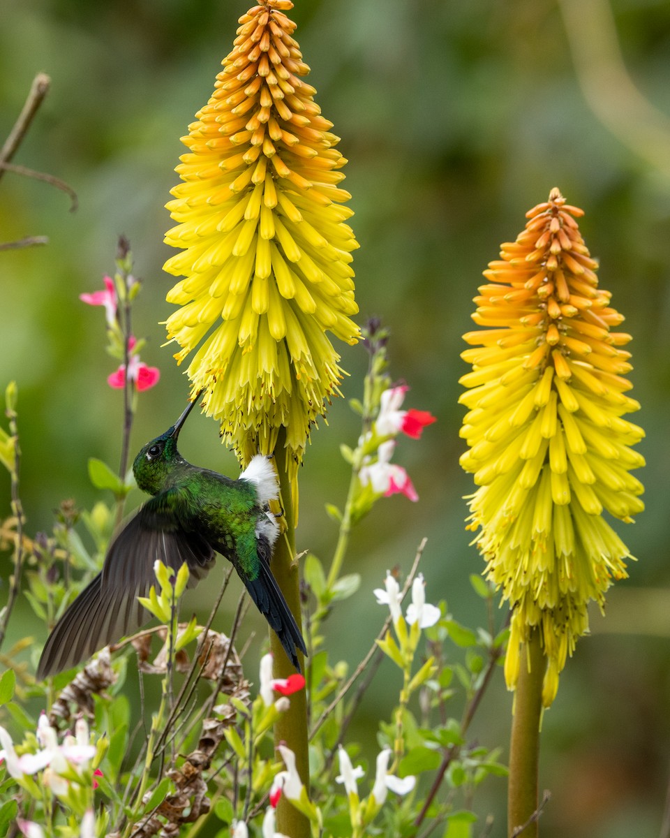 Sapphire-vented Puffleg - ML642672810
