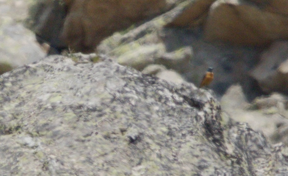 Rufous-tailed Rock-Thrush - ML642672820
