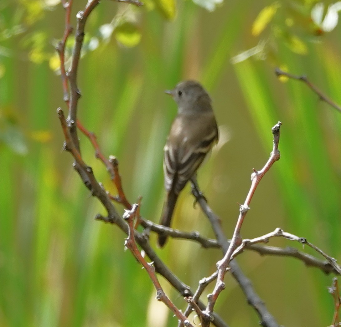 Gray Flycatcher - ML642672843