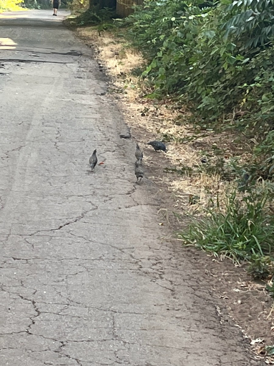 California Quail - ML642672845