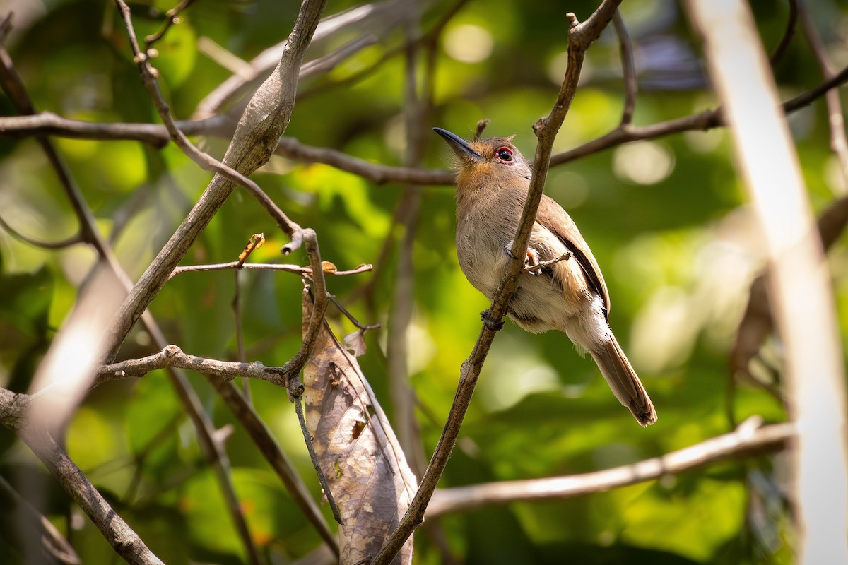 Sclater Keşişkuşu - ML642672848