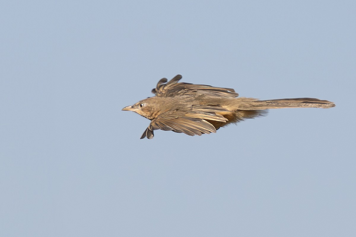 Rufous Chatterer - ML642672860