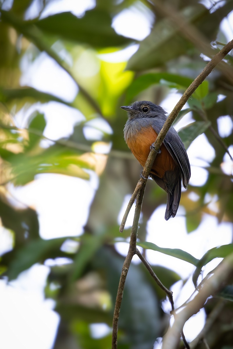 Bluish-slate Antshrike - ML642672878