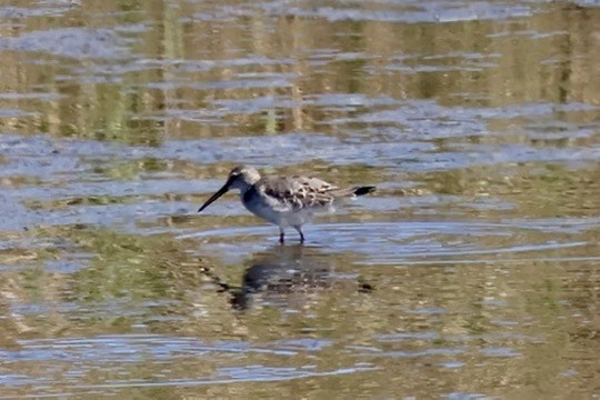 Stilt Sandpiper - ML642672879
