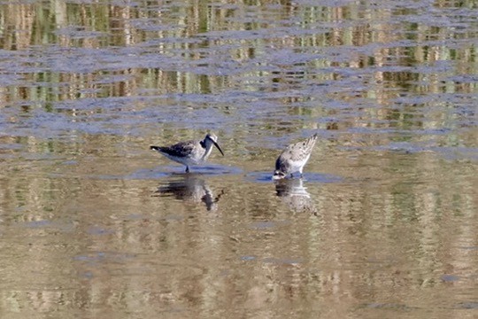 Stilt Sandpiper - ML642672880
