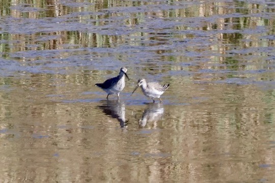 Stilt Sandpiper - ML642672881