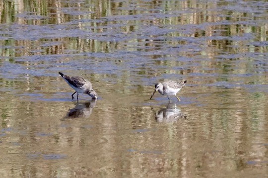 Stilt Sandpiper - ML642672882