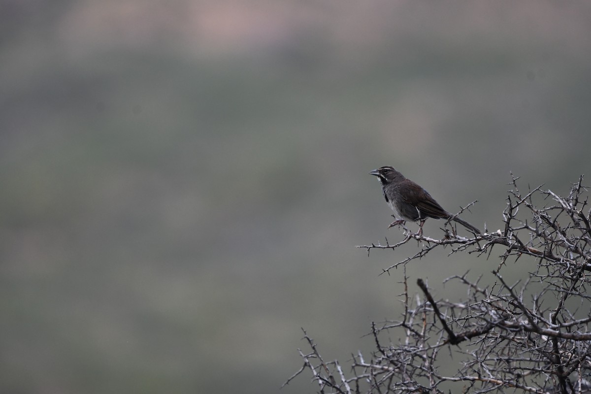 Five-striped Sparrow - ML642672884