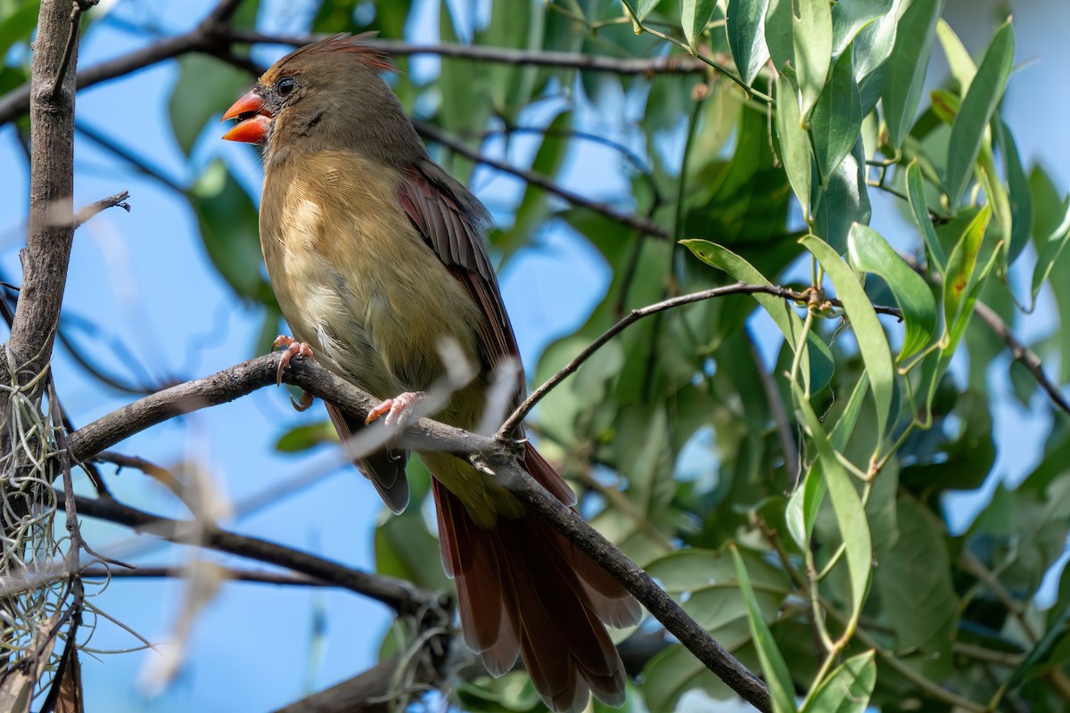 Northern Cardinal - ML642672885