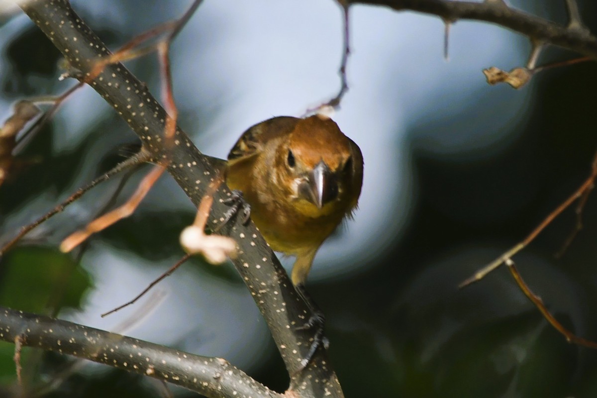 Blue Grosbeak - ML642672918