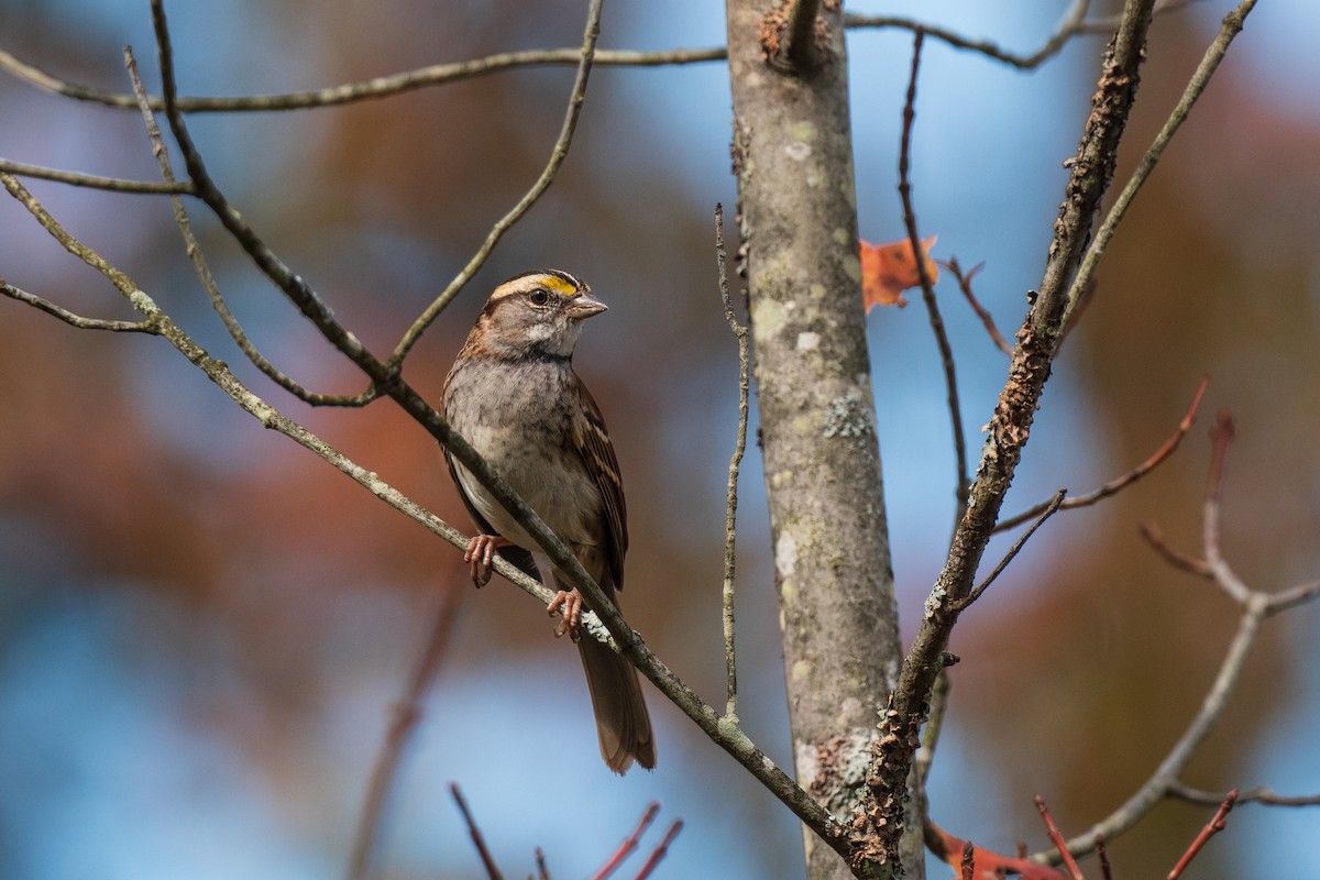 White-throated Sparrow - ML642672922