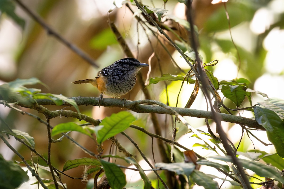 Peruvian Warbling-Antbird - ML642672926