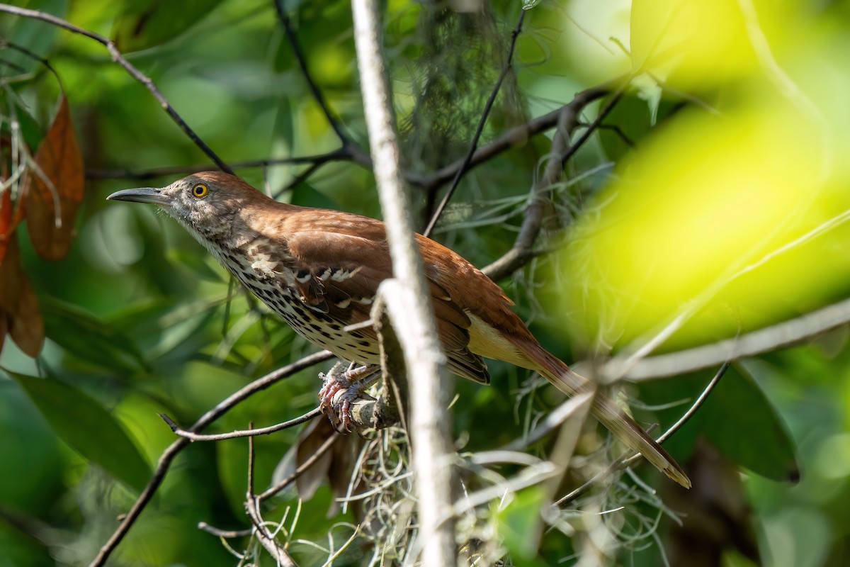 Brown Thrasher - ML642672927