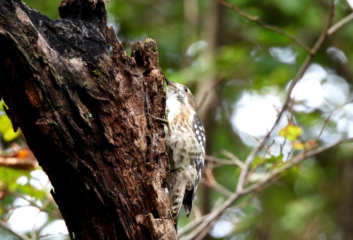 Japanese Pygmy Woodpecker - ML642672935