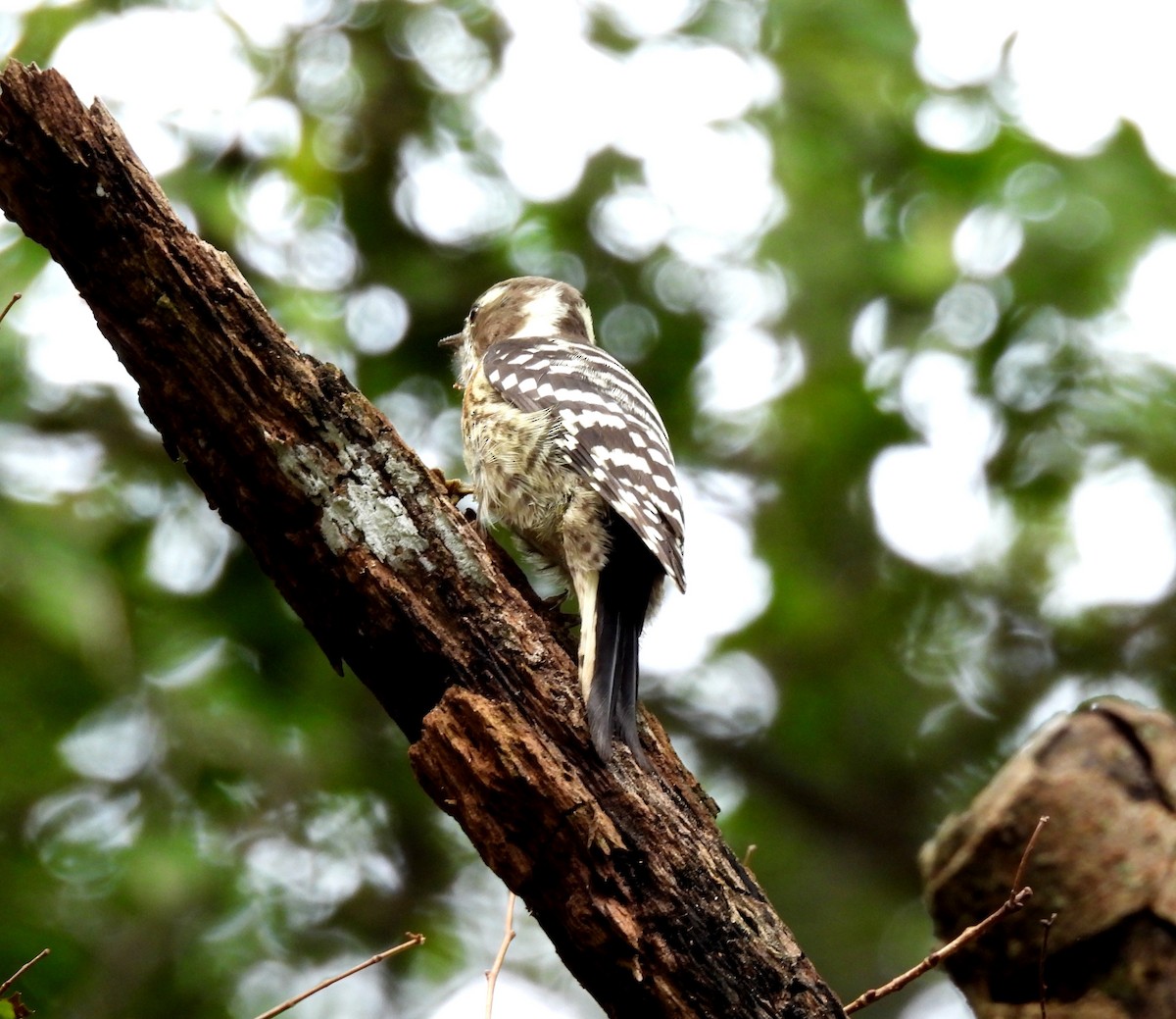 Japanese Pygmy Woodpecker - ML642672936