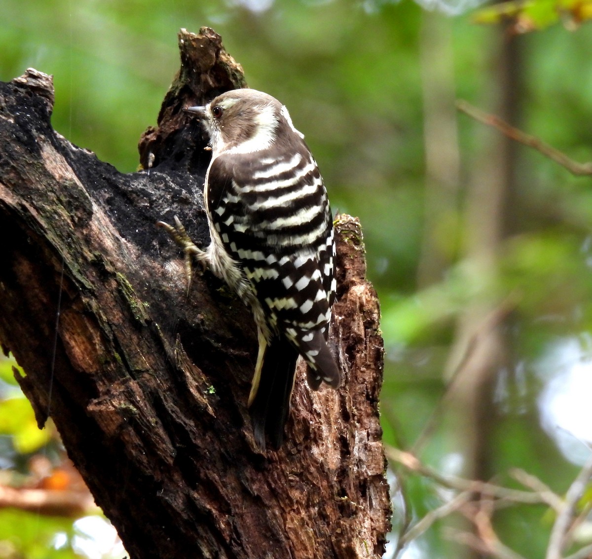 Japanese Pygmy Woodpecker - ML642672937
