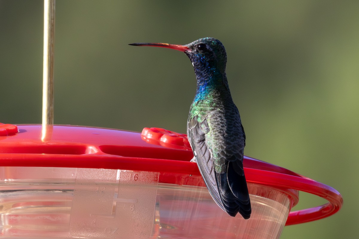 Broad-billed Hummingbird - ML642672946