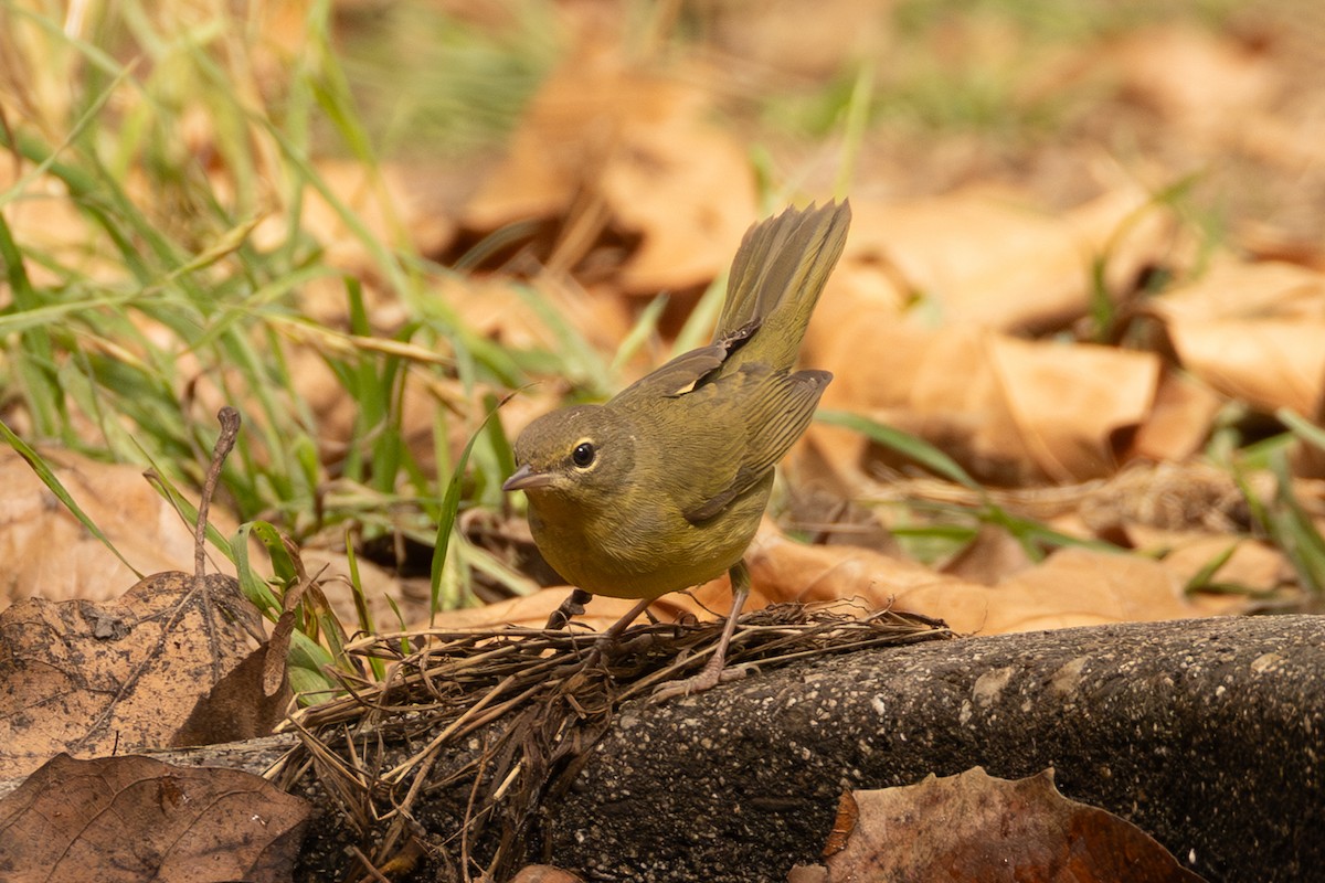 Mourning Warbler - ML642672950