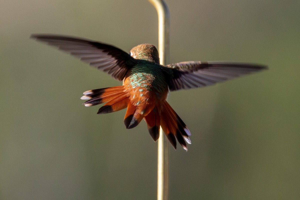 Rufous Hummingbird - ML642672951
