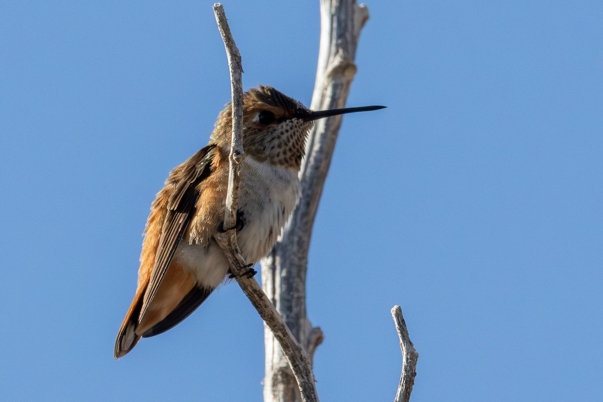Rufous Hummingbird - ML642672952