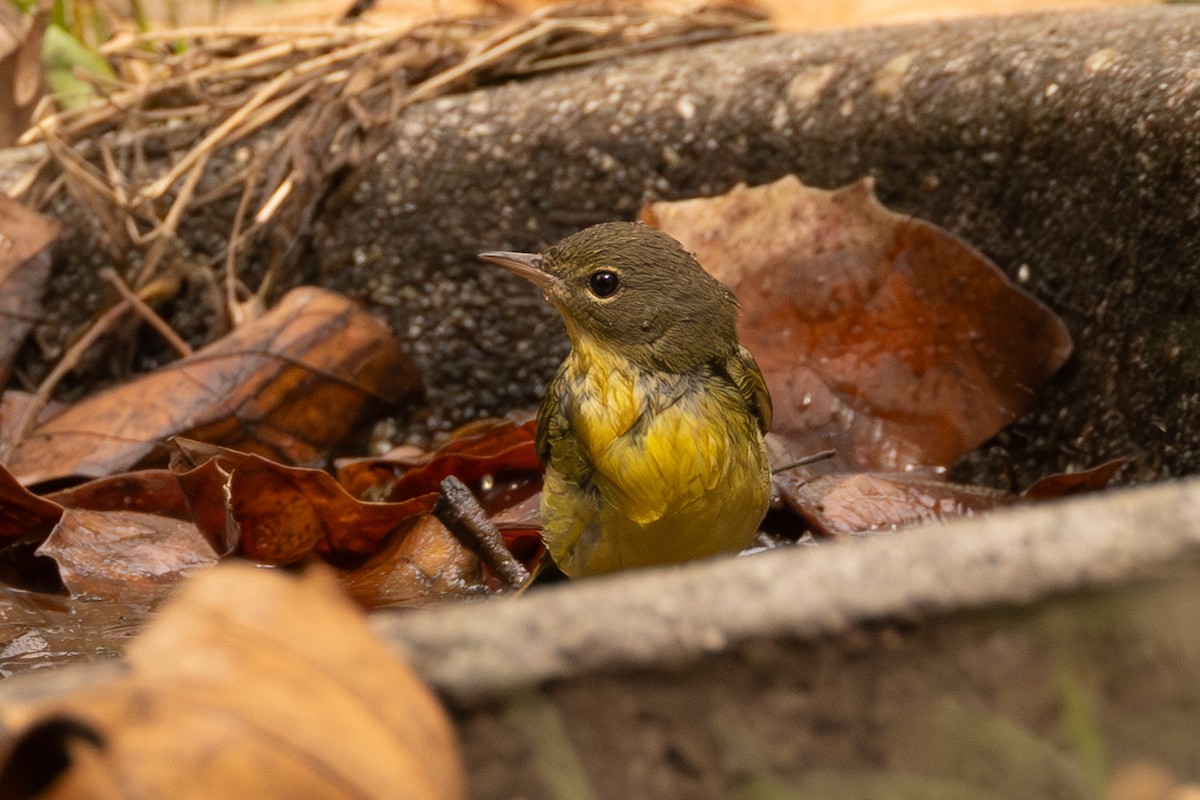 Mourning Warbler - ML642672958