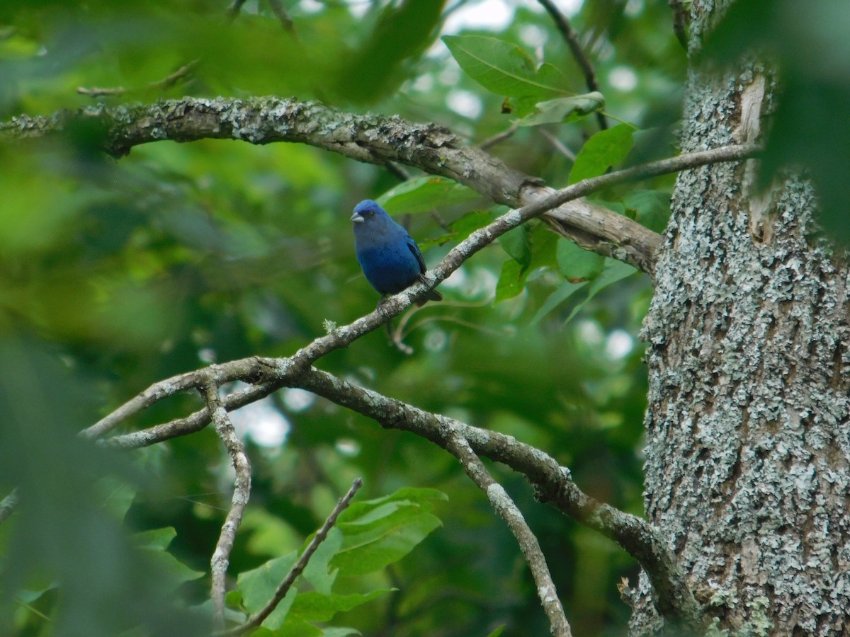 Indigo Bunting - ML642672960