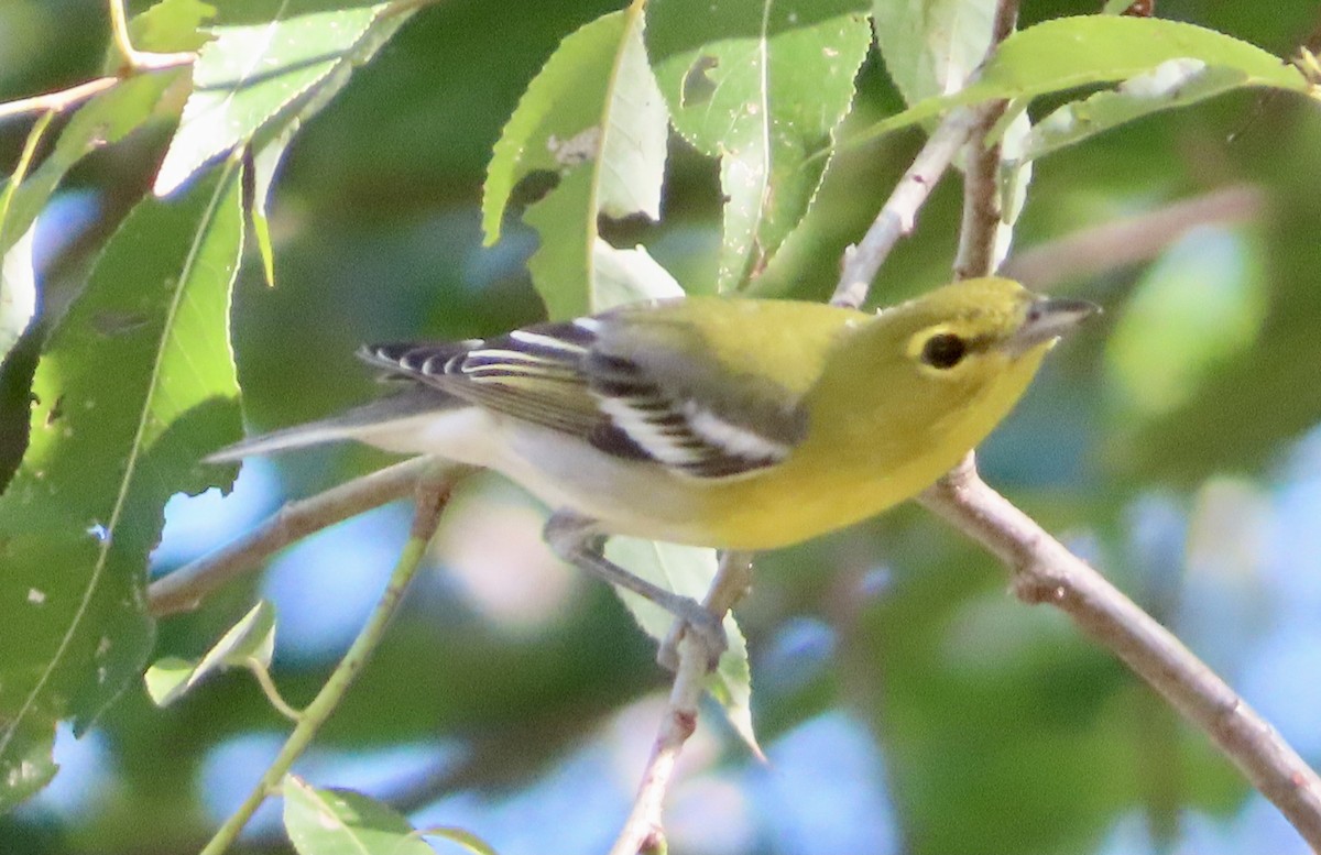 Yellow-throated Vireo - ML642672967