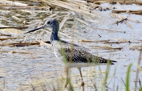 Greater Yellowlegs - ML642672969