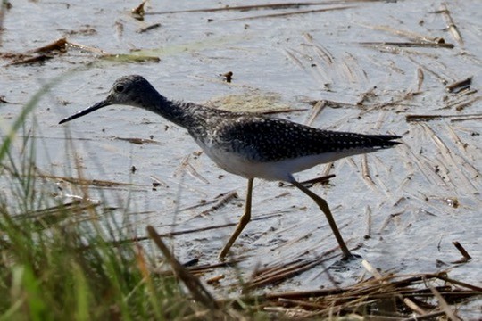 Greater Yellowlegs - ML642672970
