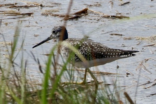 Greater Yellowlegs - ML642672972