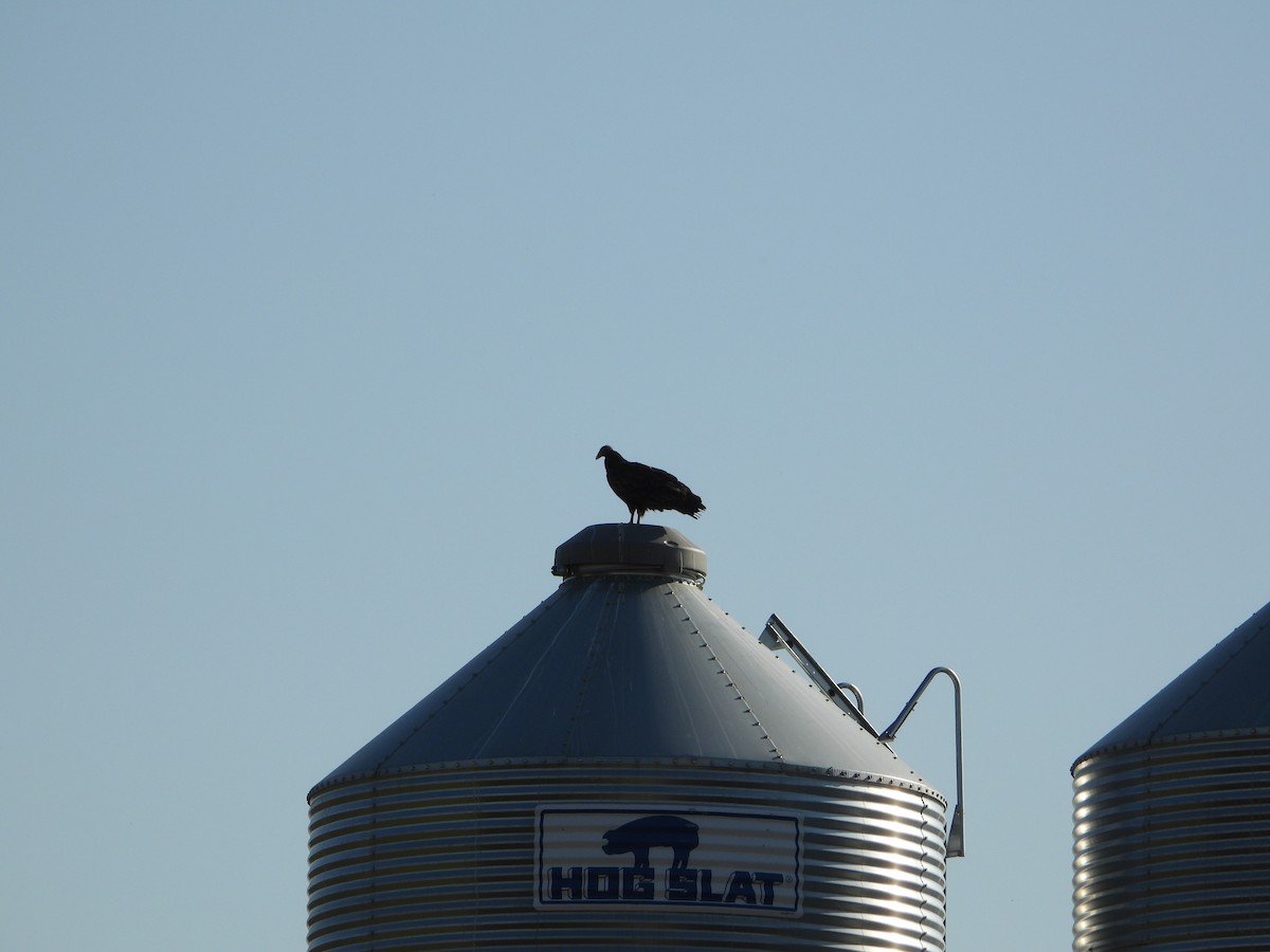 Turkey Vulture - ML642672979