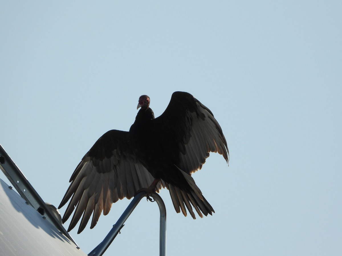 Turkey Vulture - ML642672980
