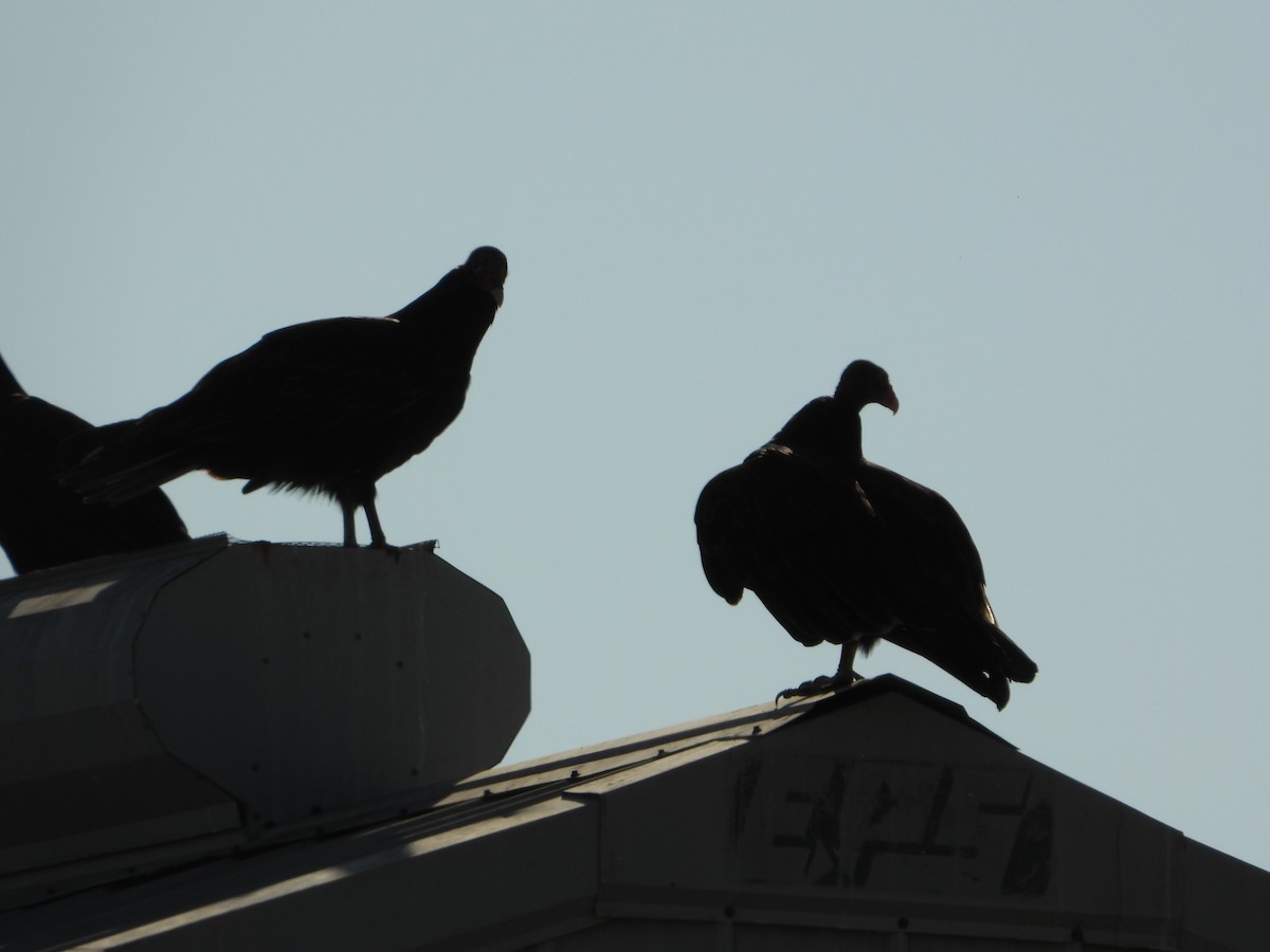 Turkey Vulture - ML642672981