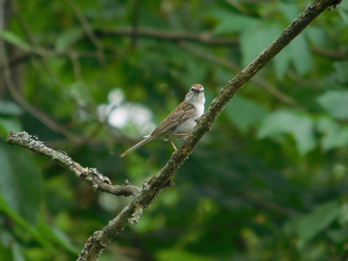 Chipping Sparrow - ML642672984