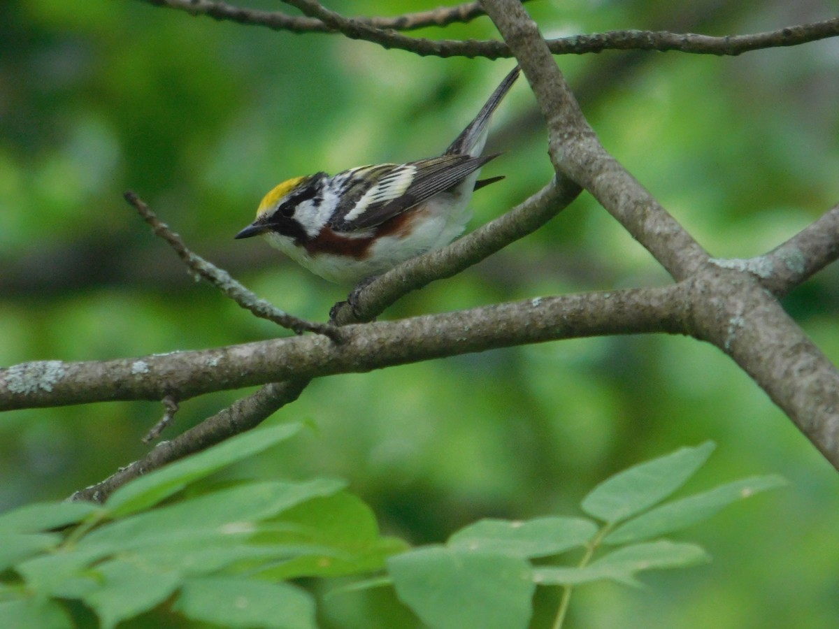 Chestnut-sided Warbler - ML642672992