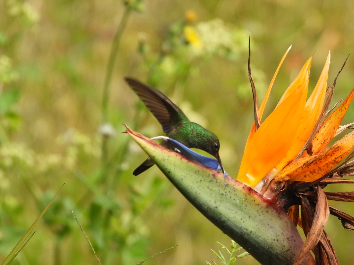 Green-bellied Hummingbird - ML642673008