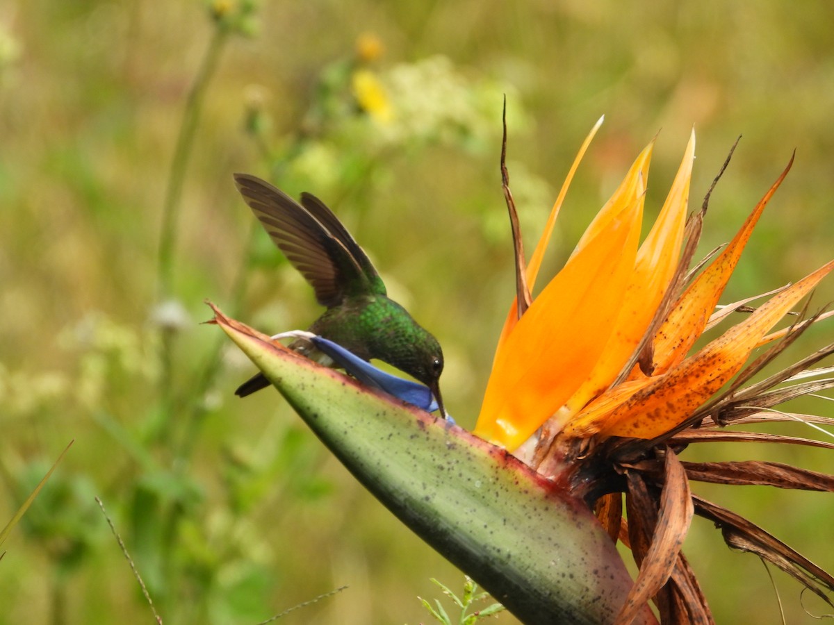 Green-bellied Hummingbird - ML642673009
