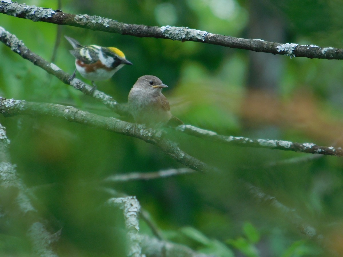 Northern House Wren - ML642673025