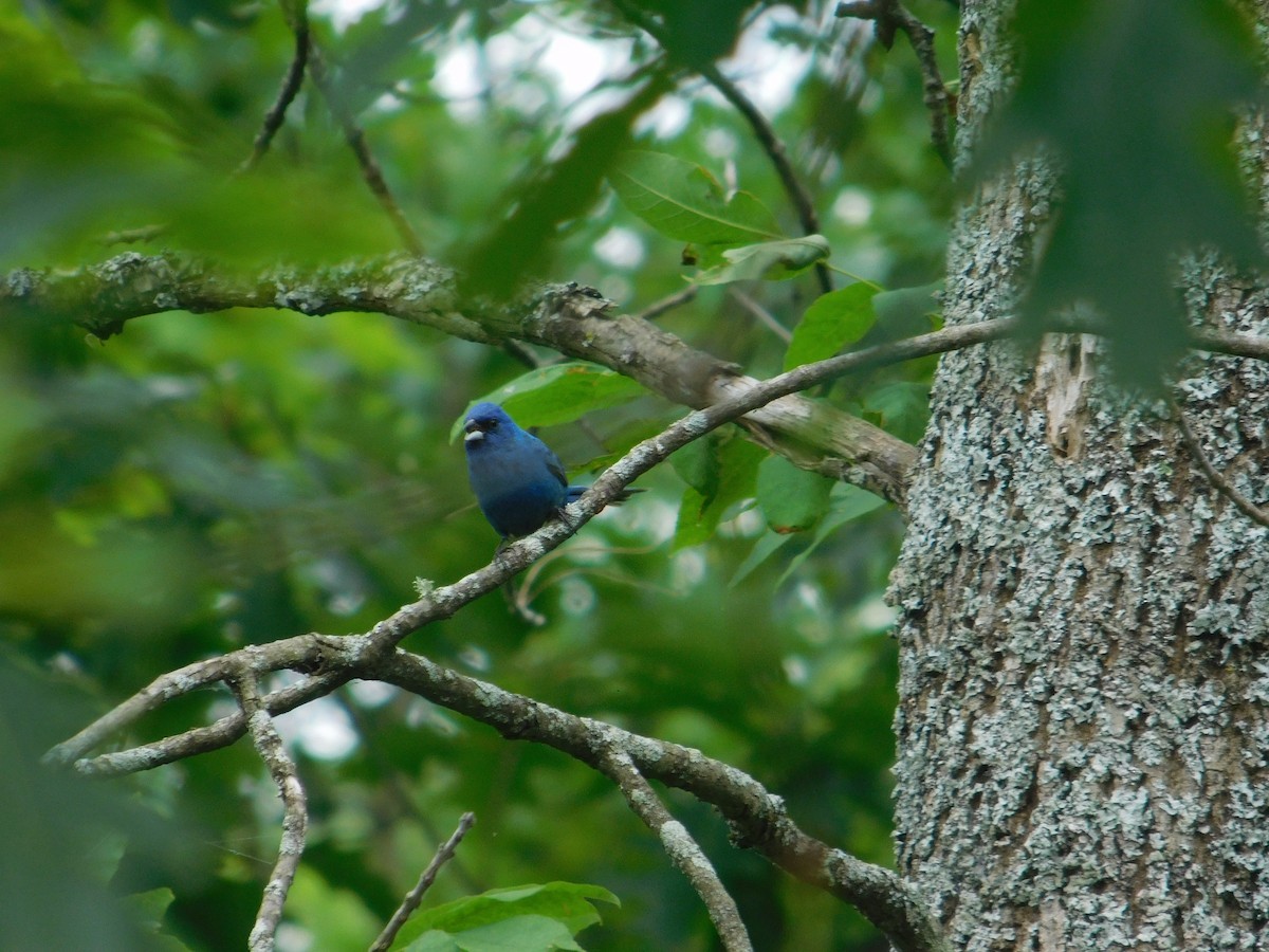 Indigo Bunting - ML642673028