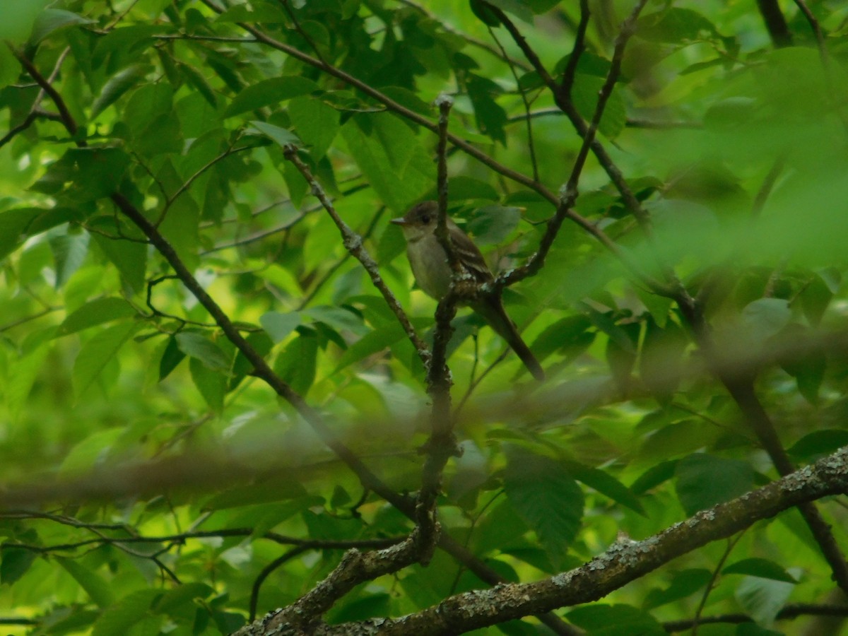 Eastern Wood-Pewee - ML642673056
