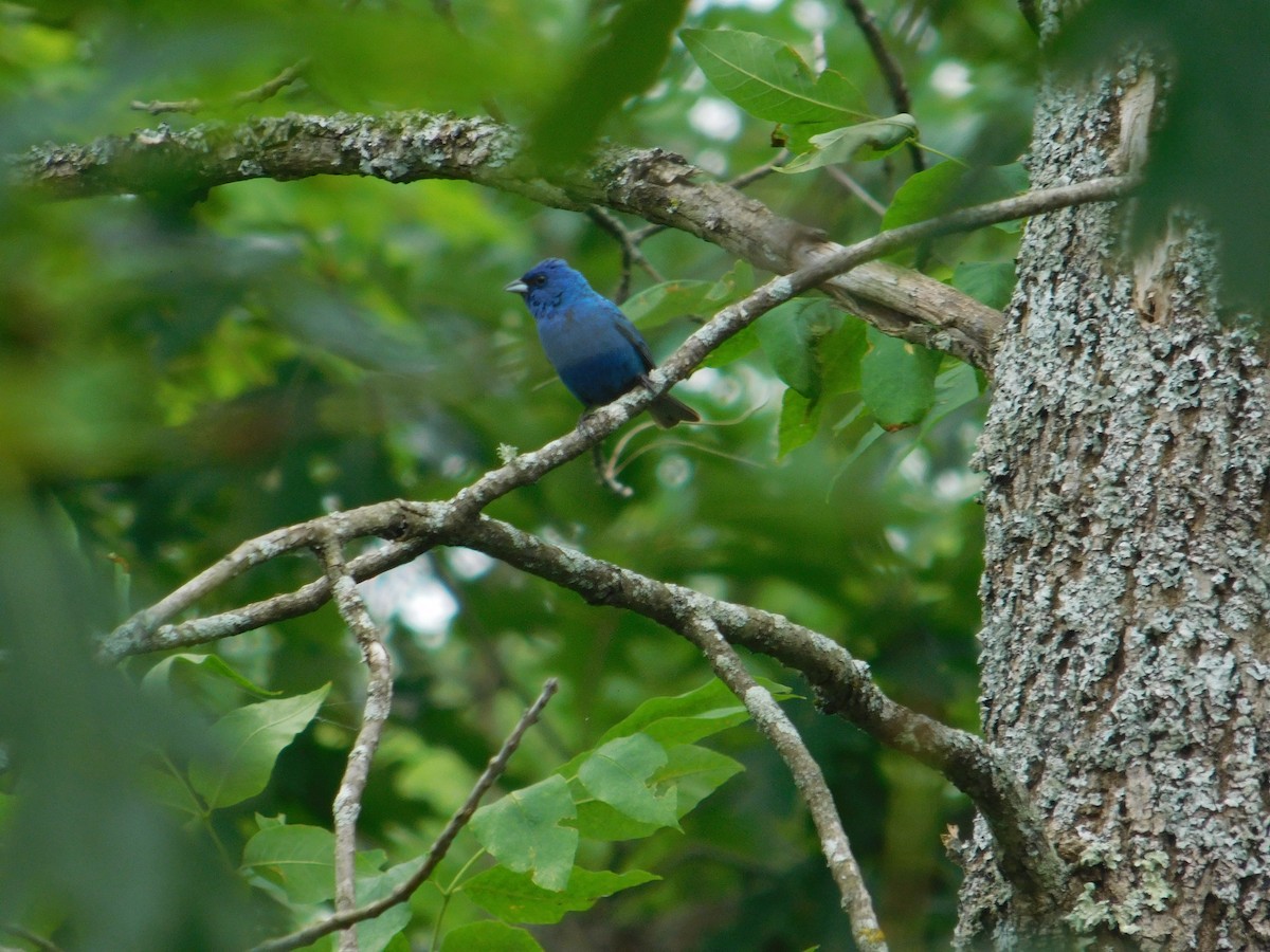 Indigo Bunting - ML642673064
