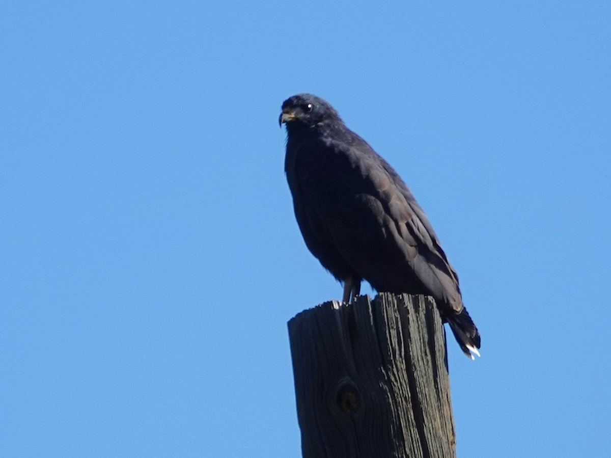 kullvåk - ML642673069