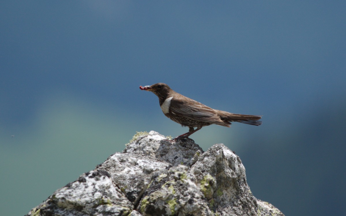 Ring Ouzel - ML642673083