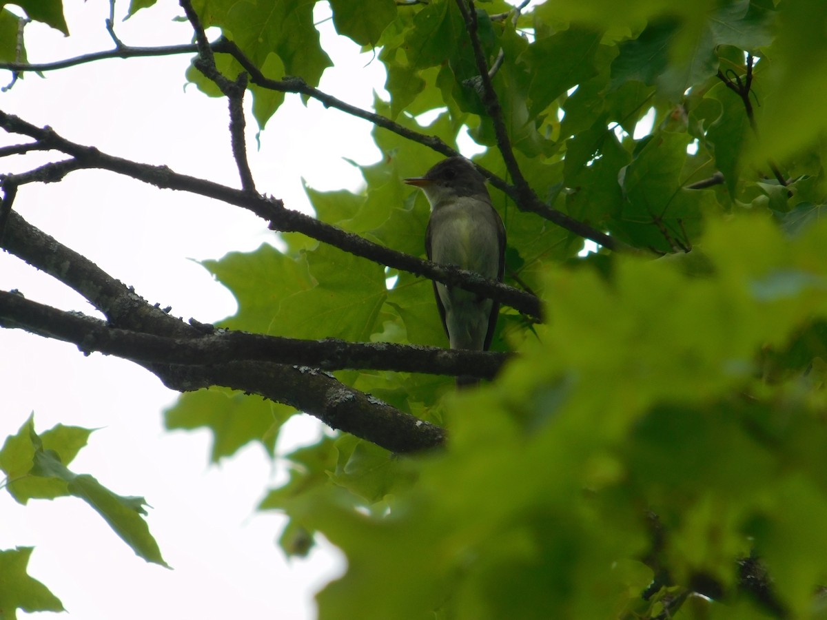 Eastern Wood-Pewee - ML642673094