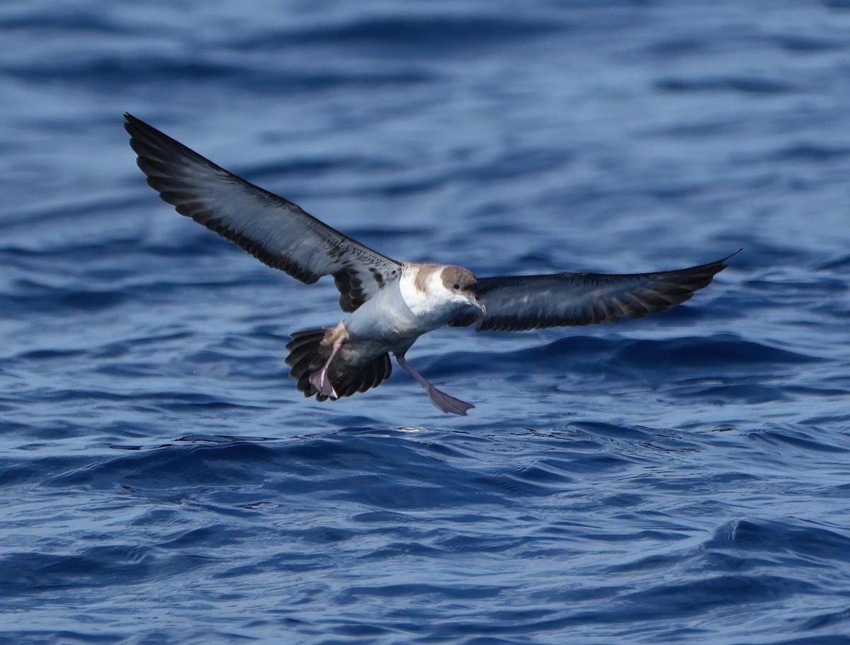 Great Shearwater - ML642673096