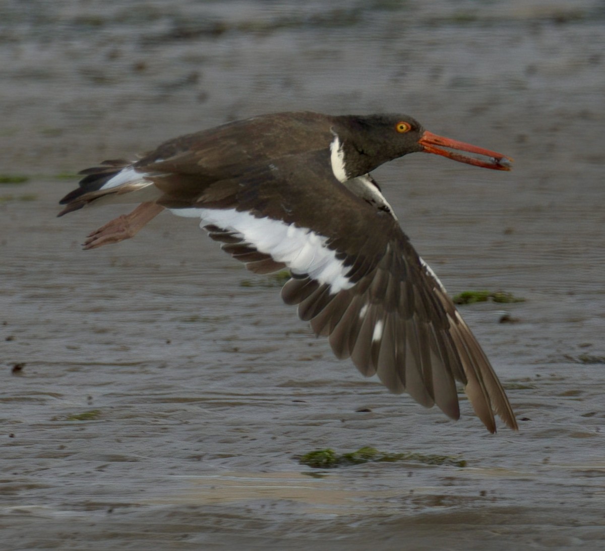 American Oystercatcher - ML642673098