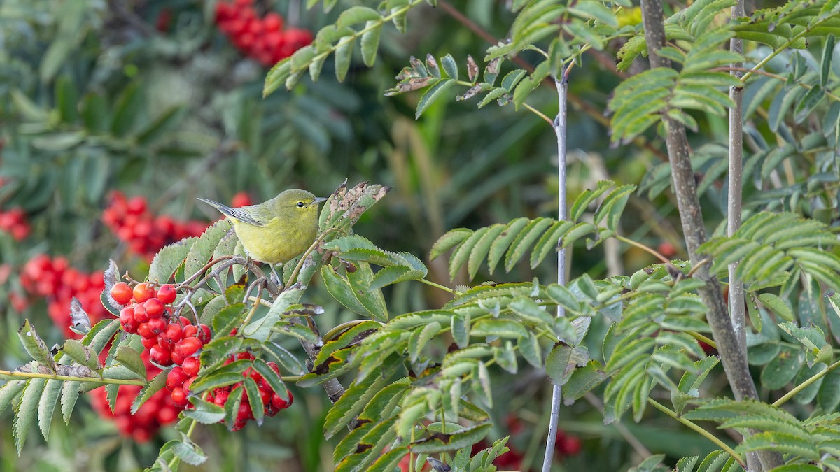 サメズアカアメリカムシクイ（lutescens） - ML642673100