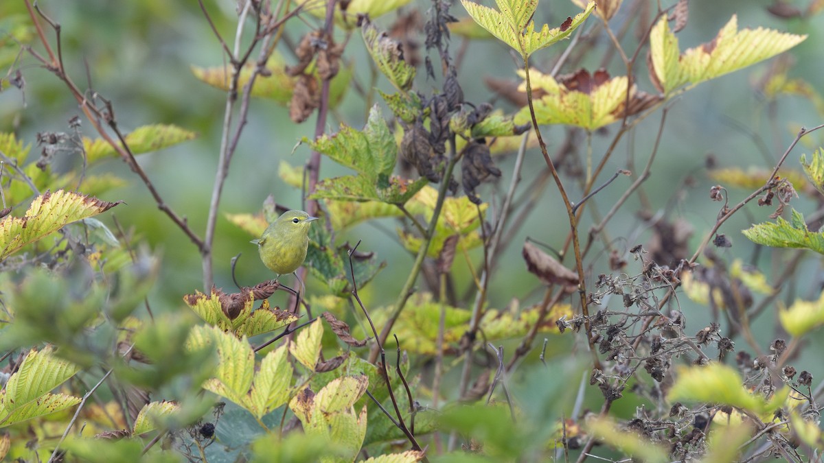 サメズアカアメリカムシクイ（lutescens） - ML642673101